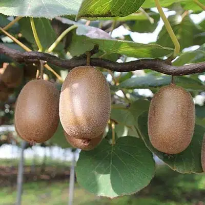 Актинидия ЗАКАРПАТЬЕ киви в Барановичах