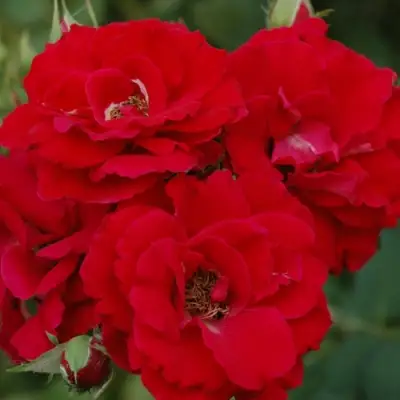 Роза ЧАМПЛЕЙН флорибунда в Барановичах