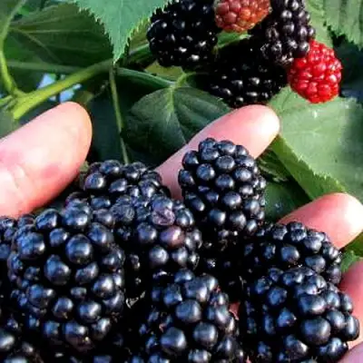 Ежевика ЭВЕРГРИН бесшипная  в Барановичах