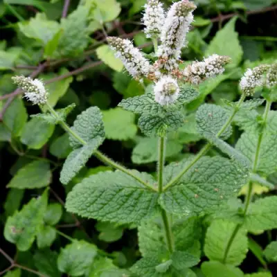 Мята яблочная в Барановичах
