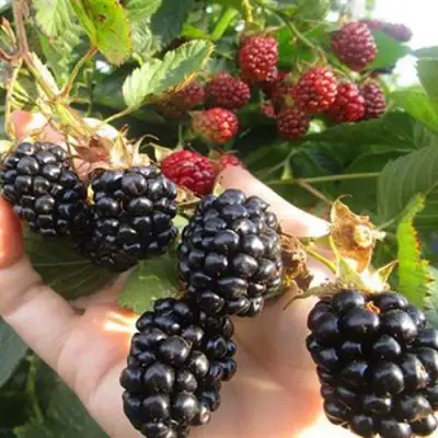 Ежевика НАВАХО бесшипная  в Барановичах