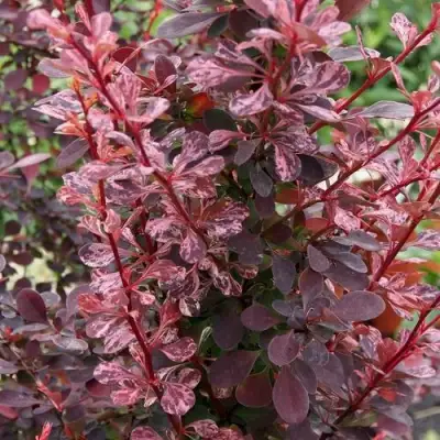 Барбарис РОУЗ ГЛОУ тунберга в Барановичах