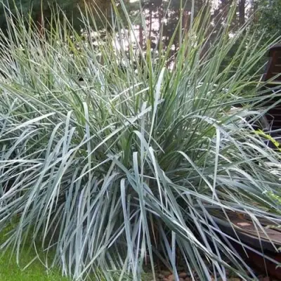 Элимус БЛЮ ДЮН песчаный в Барановичах