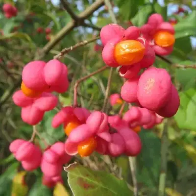 Бересклет ЕВРОПЕЙСКИЙ в Барановичах