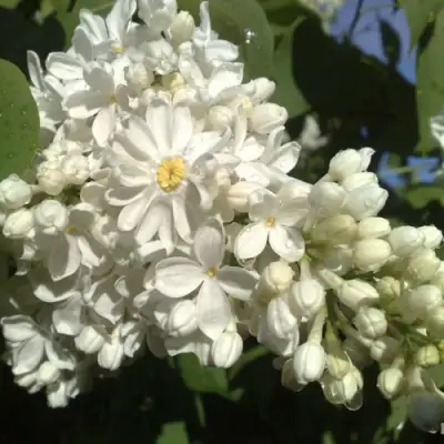 Сирень РОЧЕСТЕР в Барановичах