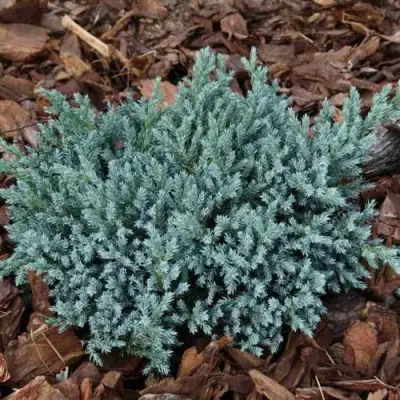 Можжевельник БЛЮ СПАЙДЕР чешуйчатый в Барановичах