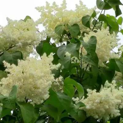 Сирень АМУРСКАЯ в Барановичах