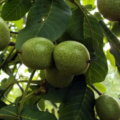 Грецкий орех ПИНСКИЙ в Барановичах