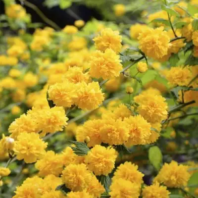 Керрия японская АУРЕОВАРИЕГАТТА в Барановичах