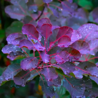 Скумпия ГРЕЙС в Барановичах