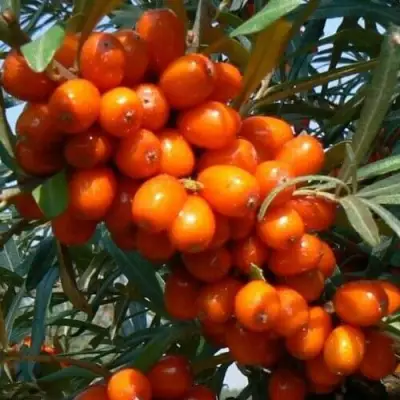 Облепиха ПЛАМЕННАЯ в Барановичах