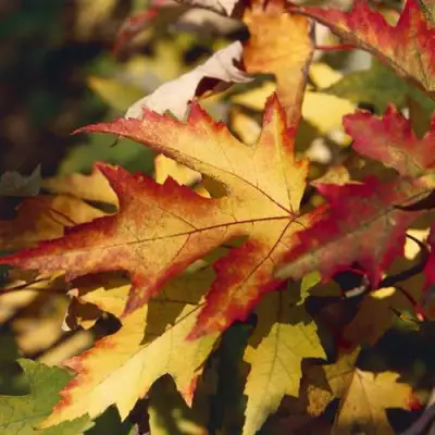 Клен серебристый в Барановичах