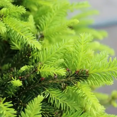 Ель НИДИФОРМИС обыкновенная в Барановичах