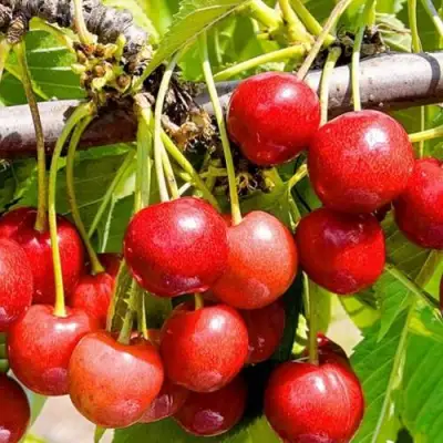 Черешня БЮТТНЕРА КРАСНАЯ в Барановичах