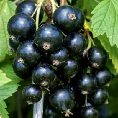 Смородина чёрная СЕЛЕЧЕНСКАЯ в Барановичах