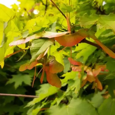 Клен ложноплатановый в Барановичах