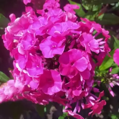 саженцы флокса