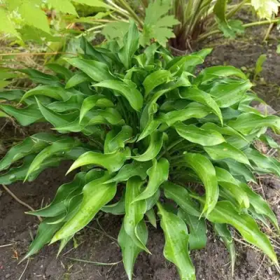 Хоста ГАРРИ ВАН ТРИЕР в Барановичах