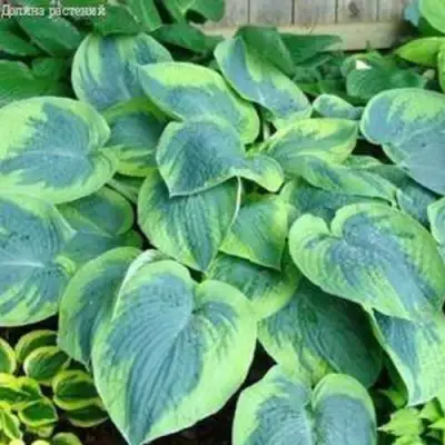 Хоста ТОКУДАМА ФЛАВОЦИРЦИНАЛИС гибридная в Барановичах