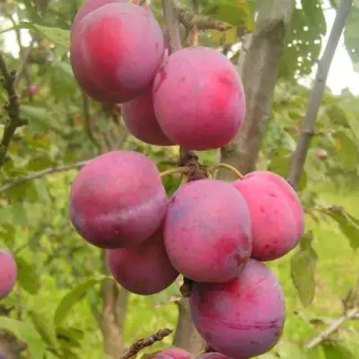 Слива ЭДИНБУРГСКАЯ в Барановичах