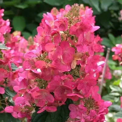 Гортензия МЕГА МИНДИ метельчатая в Барановичах