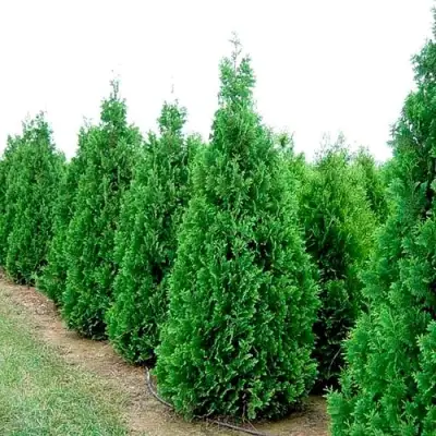 Туя СПИРАЛИС западная в Барановичах