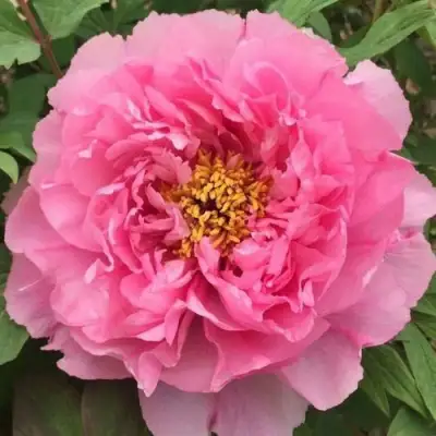 Пион РОЗОВЫЙ ЛОТОС древовидный в Барановичах