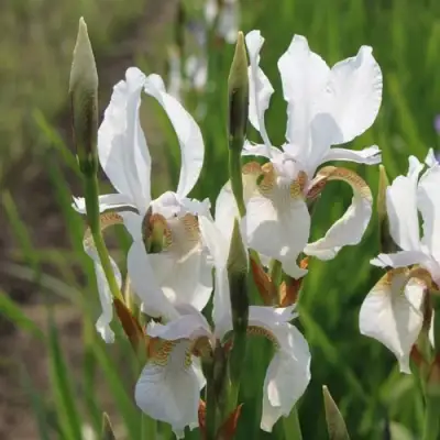 Ирис АЛЬБА сибирский в Барановичах