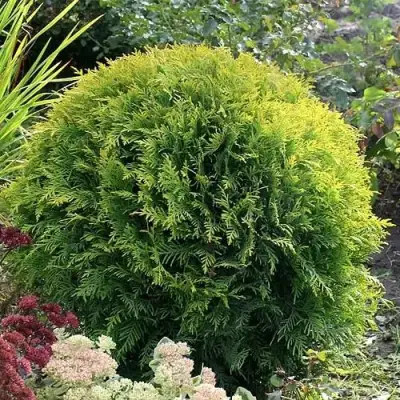 Туя ЕЛЛОУ ГЛОБ западная в Барановичах