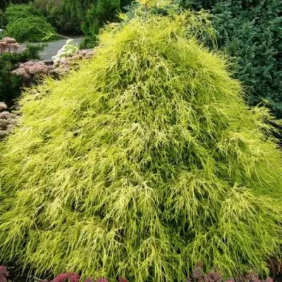 Кипарисовик ФИЛИФЕРА АУРЕА горохоплодный в Барановичах