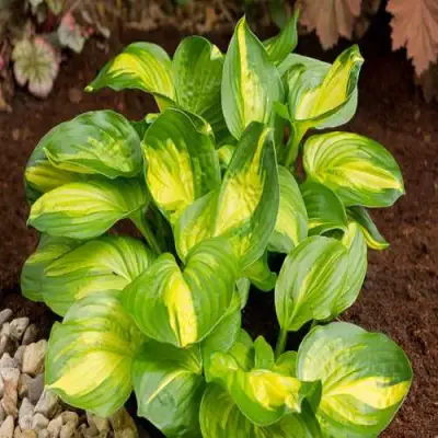 Хоста ЭМЕРАЛЬД ЧАРДЖЕР гибридная в Барановичах