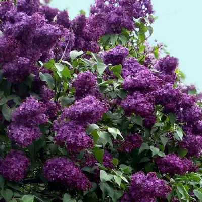 Сирень ИНДИЯ в Барановичах