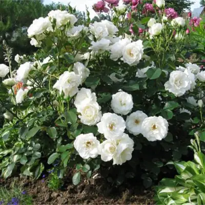 Роза АЛАБАСТЕР флорибунда в Барановичах