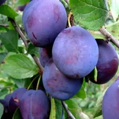 Слива ПЕРДРИГОН в Барановичах