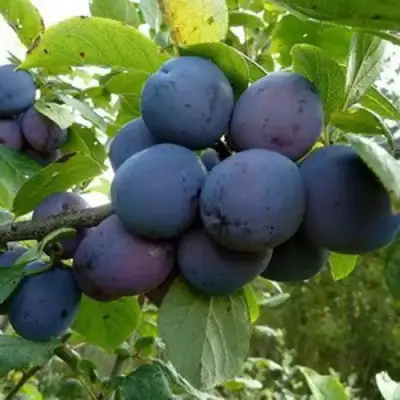 Слива КРОМАНЬ в Барановичах