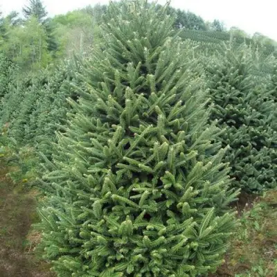 Пихта ФРАЗЕРА в Барановичах