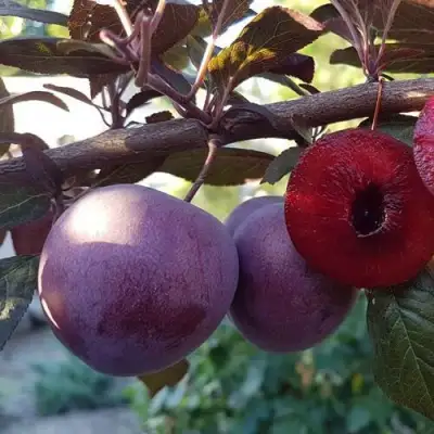 Слива ПАННА в Барановичах