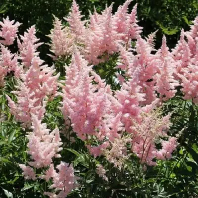 Астильба ГЛИТТЕР ЭНД ГЛАМУР китайская в Барановичах