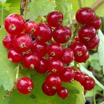 Смородина красная РОНДОМ в Барановичах