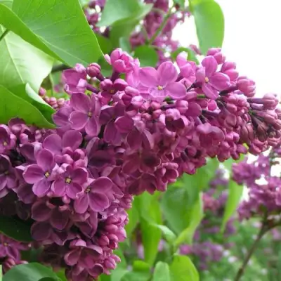 Сирень ДЕНЬ ПОБЕДЫ в Барановичах