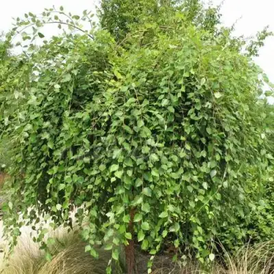 Береза САММЕР КАСКАД черная в Барановичах