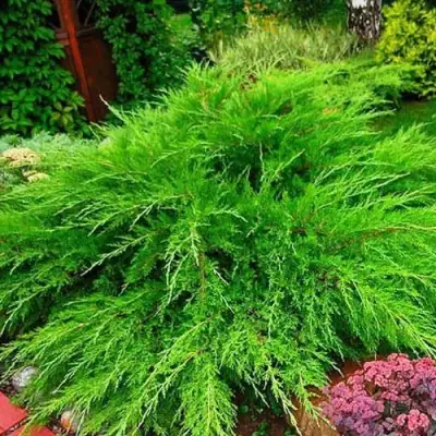 Можжевельник МИНТ ДЖУЛЕП средний в Барановичах