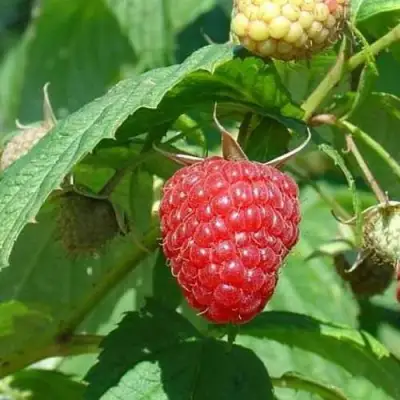 Малина КВЕЛЛИ в Барановичах