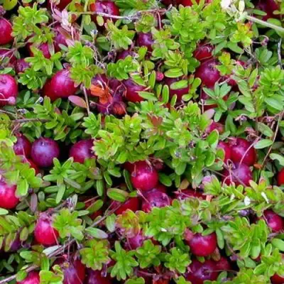 Клюква ПИЛИГРИМ в Барановичах