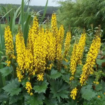 Бузульник ПРЖЕВАЛЬСКОГО в Барановичах