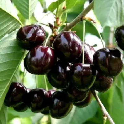 Дюк НОЧКА в Барановичах