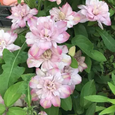 Клематис ИННОСЕНТ БЛАШ в Барановичах