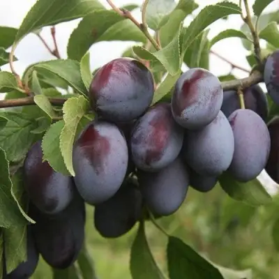 Слива РЕНКЛОД в Барановичах