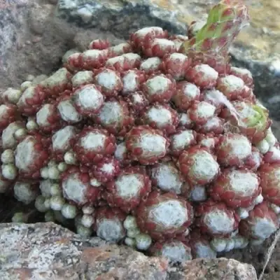 Молодило ГНАФАЛИУМ в Барановичах