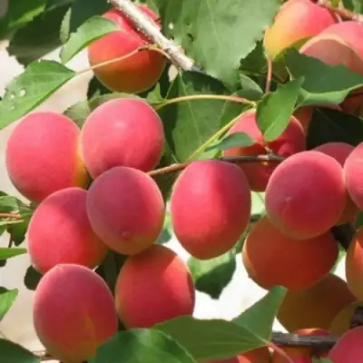 Абрикос РУБИН в Барановичах